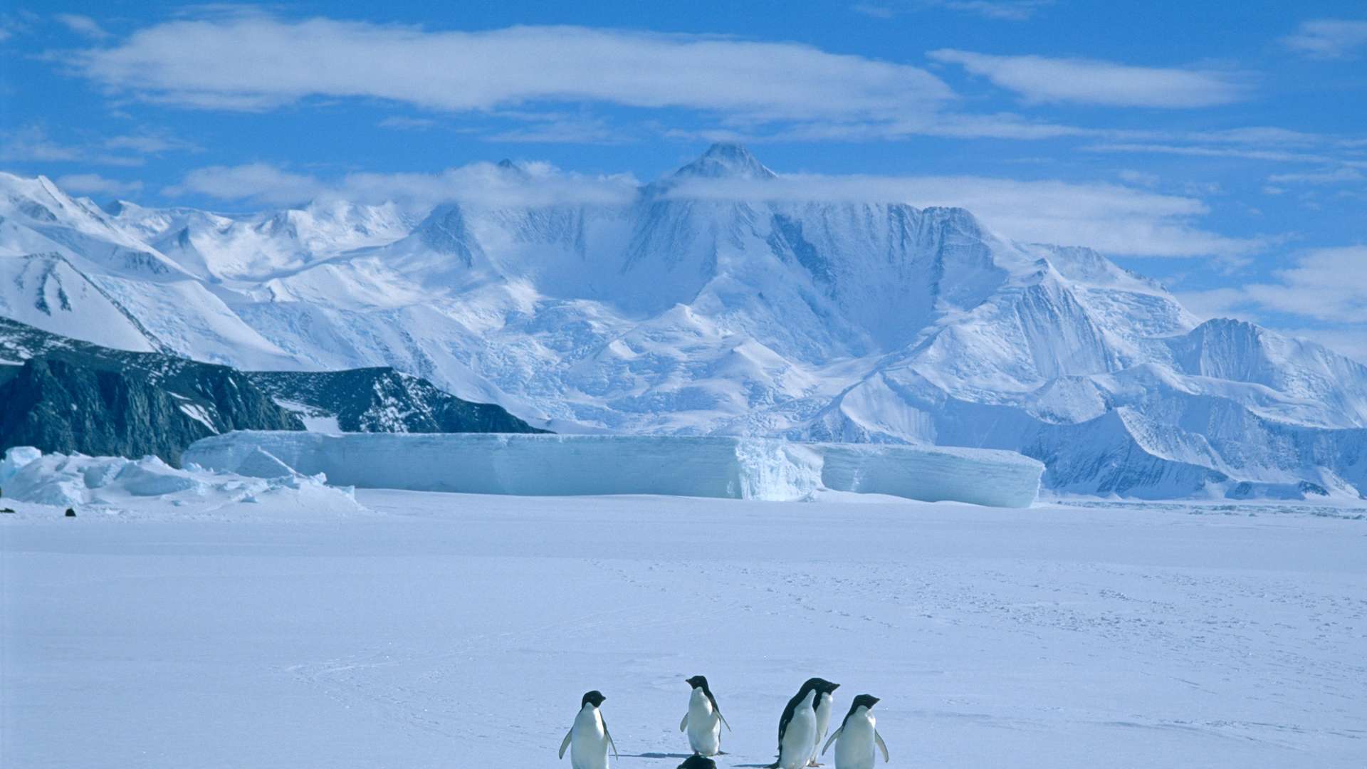 サファイア・プリンセスで行く 南アメリカと南極半島クルージング 18日間クルーズ