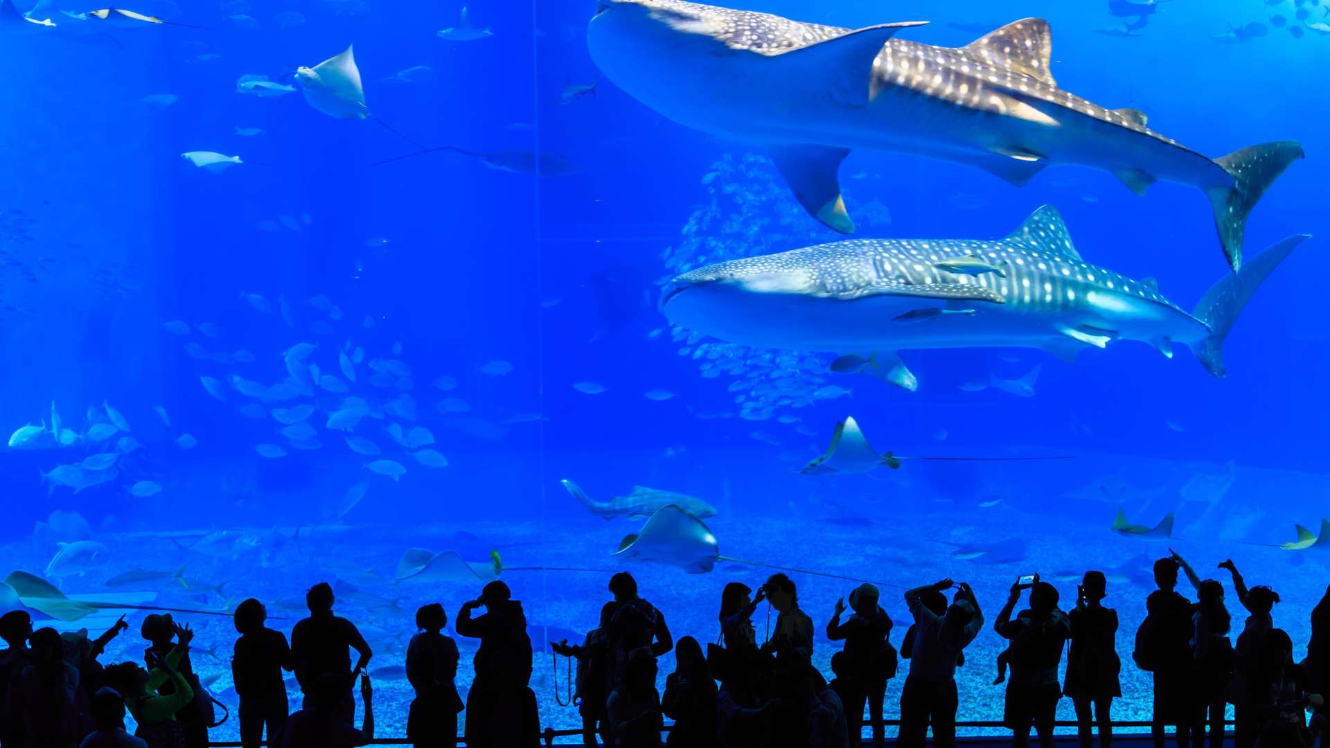 5-Day Cruise to Taiwan, Okinawa, and Ishigaki on MSC BELLISSIMA